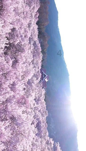 张婧仪雪地戴贝雷帽软萌俏皮 甜美如冬日初恋