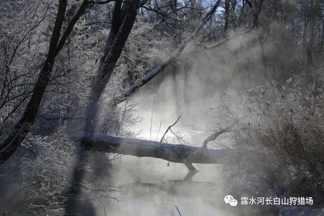 阿凯历险记