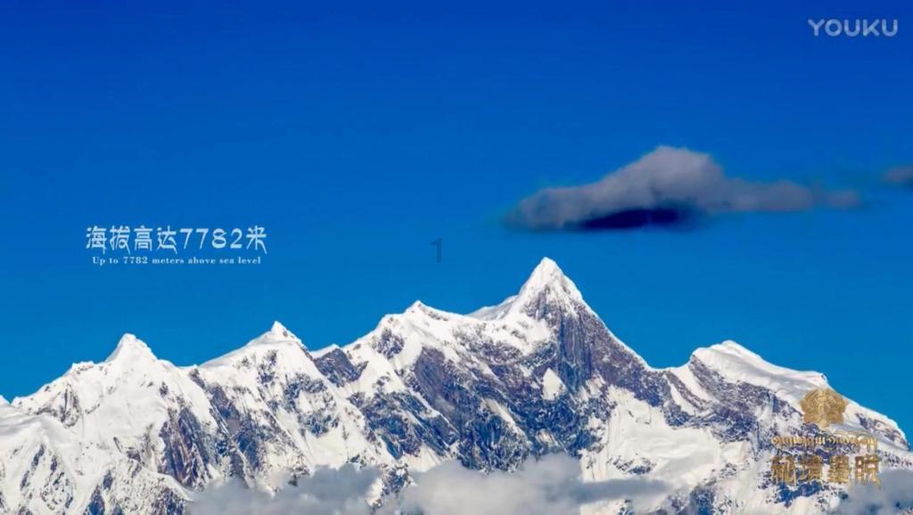 营救小猫头鹰