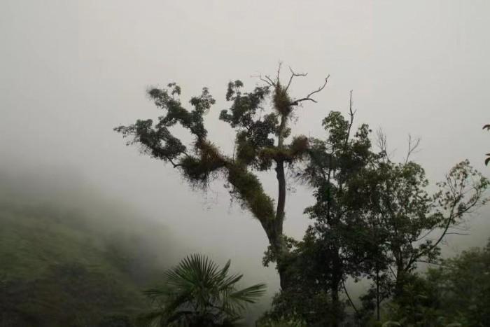 植物大战僵尸7