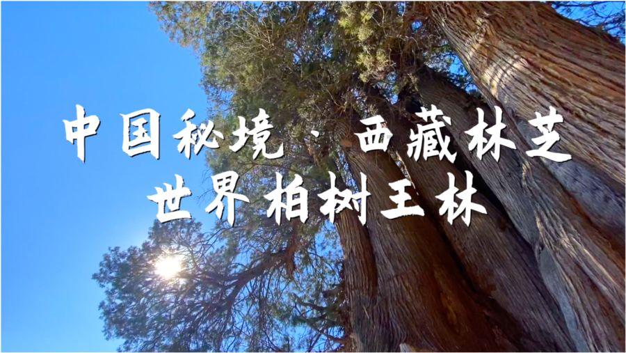 探探猫宝石岛2